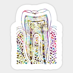 Tooth Structure Sticker